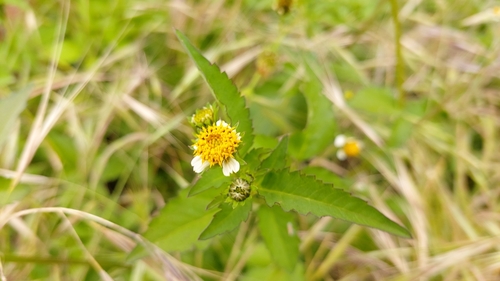 Hairy beggarticks (Bidens pilosa)