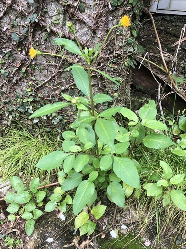 Hairy beggarticks (Bidens pilosa)