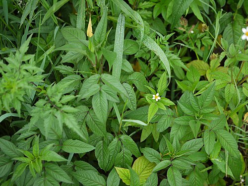 Hairy beggarticks: Bidens pilosa