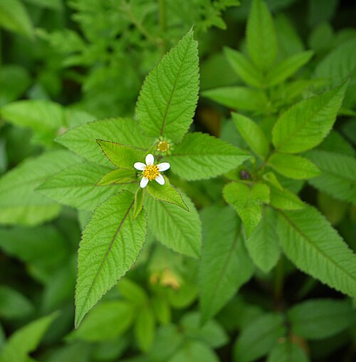 Hairy beggarticks: Bidens pilosa