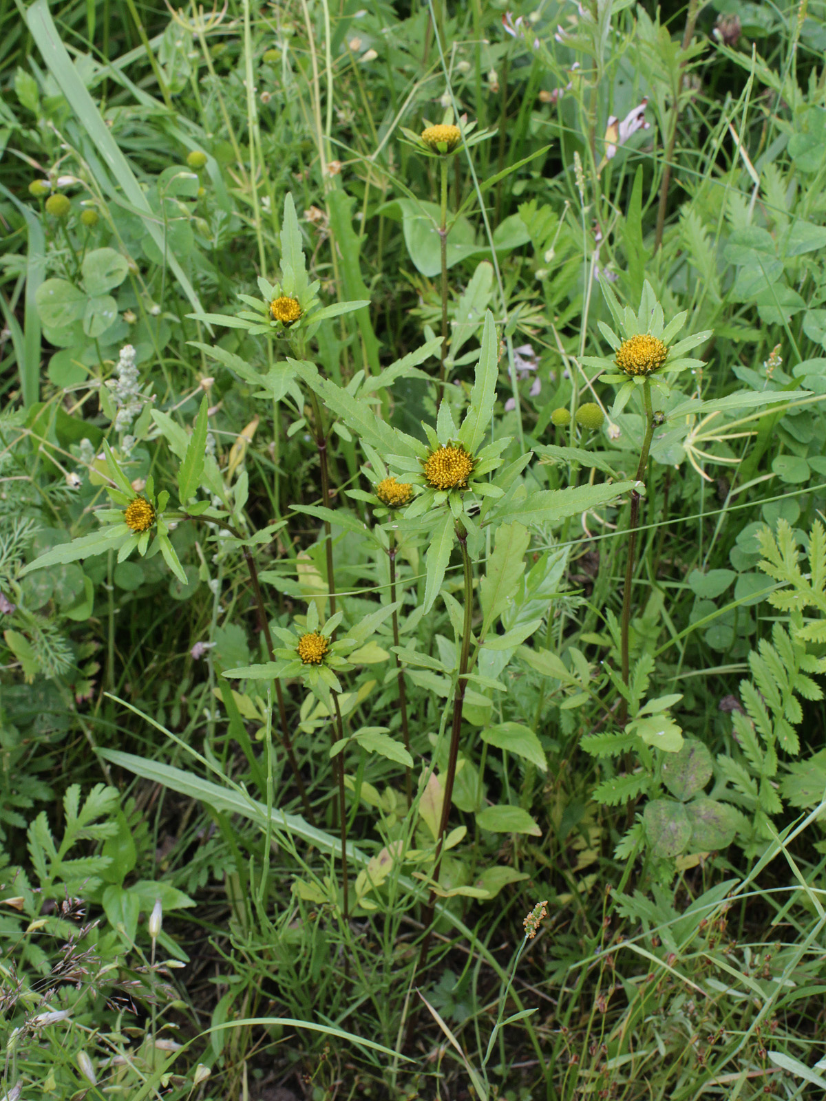 Radiating bur-marigold: Asteraceae, Bidens radiata