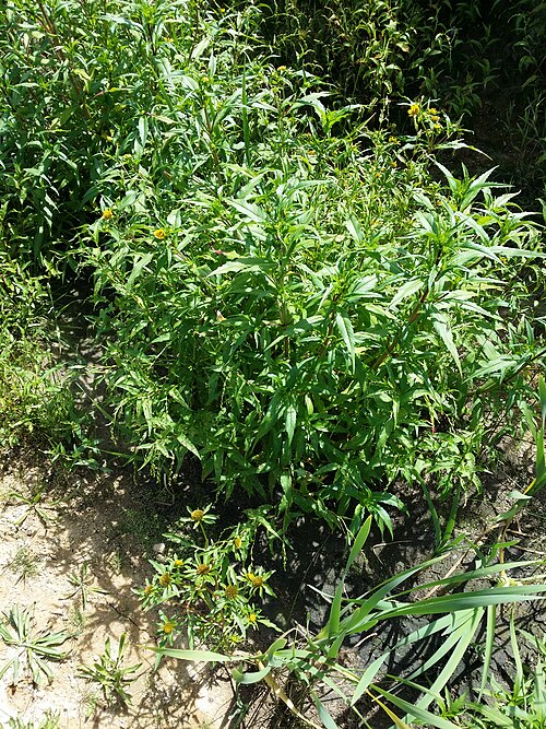 Radiating bur-marigold: Habitus Taxonym: Bidens cernua and Bidens radiata ss Fischer et al. EfÖLS 2008 ISBN 978-3-85474-187-9 Location: Winkelteich, district Gmünd, Lower Austria - ca.