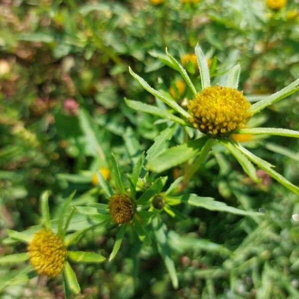 Radiating bur-marigold (Bidens radiata)