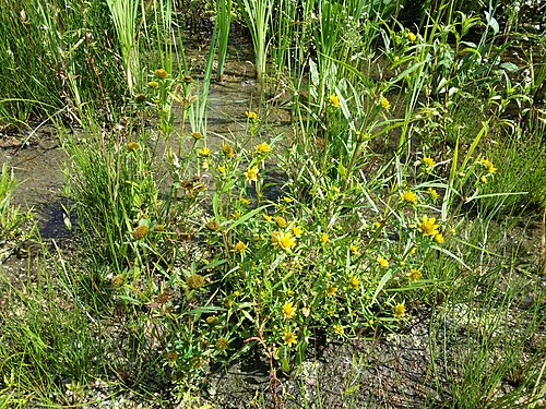 Radiating bur-marigold: Habitus Taxonym: Bidens cernua and Bidens radiata ss Fischer et al. EfÖLS 2008 ISBN 978-3-85474-187-9 Location: Winkelteich, district Gmünd, Lower Austria - ca.