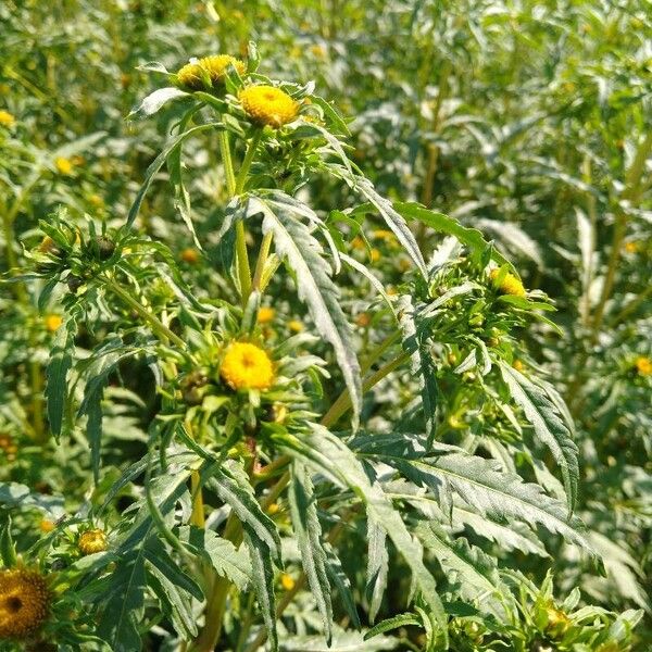 Radiating bur-marigold (Bidens radiata)