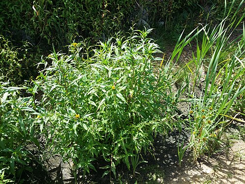 Radiating bur-marigold: Habitus Taxonym: Bidens cernua and Bidens radiata ss Fischer et al. EfÖLS 2008 ISBN 978-3-85474-187-9 Location: Winkelteich, district Gmünd, Lower Austria - ca.
