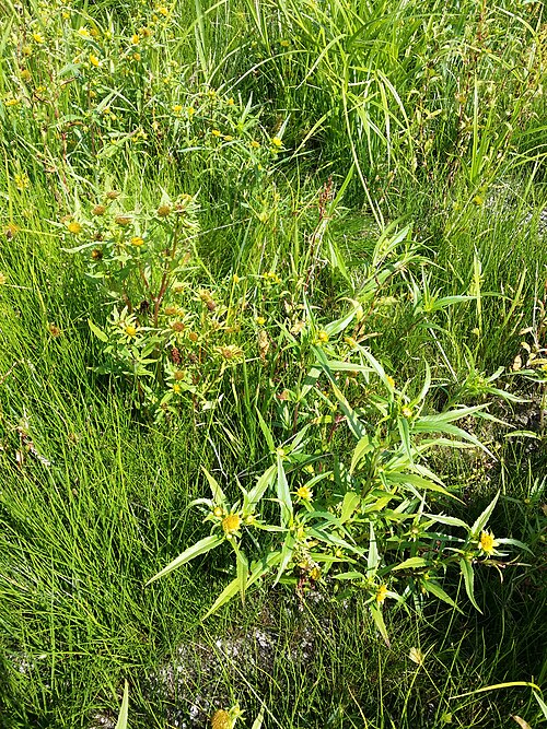 Radiating bur-marigold: Habitus Taxonym: Bidens cernua and Bidens radiata ss Fischer et al. EfÖLS 2008 ISBN 978-3-85474-187-9 Location: Winkelteich, district Gmünd, Lower Austria - ca.