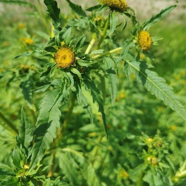 Radiating bur-marigold (Bidens radiata)
