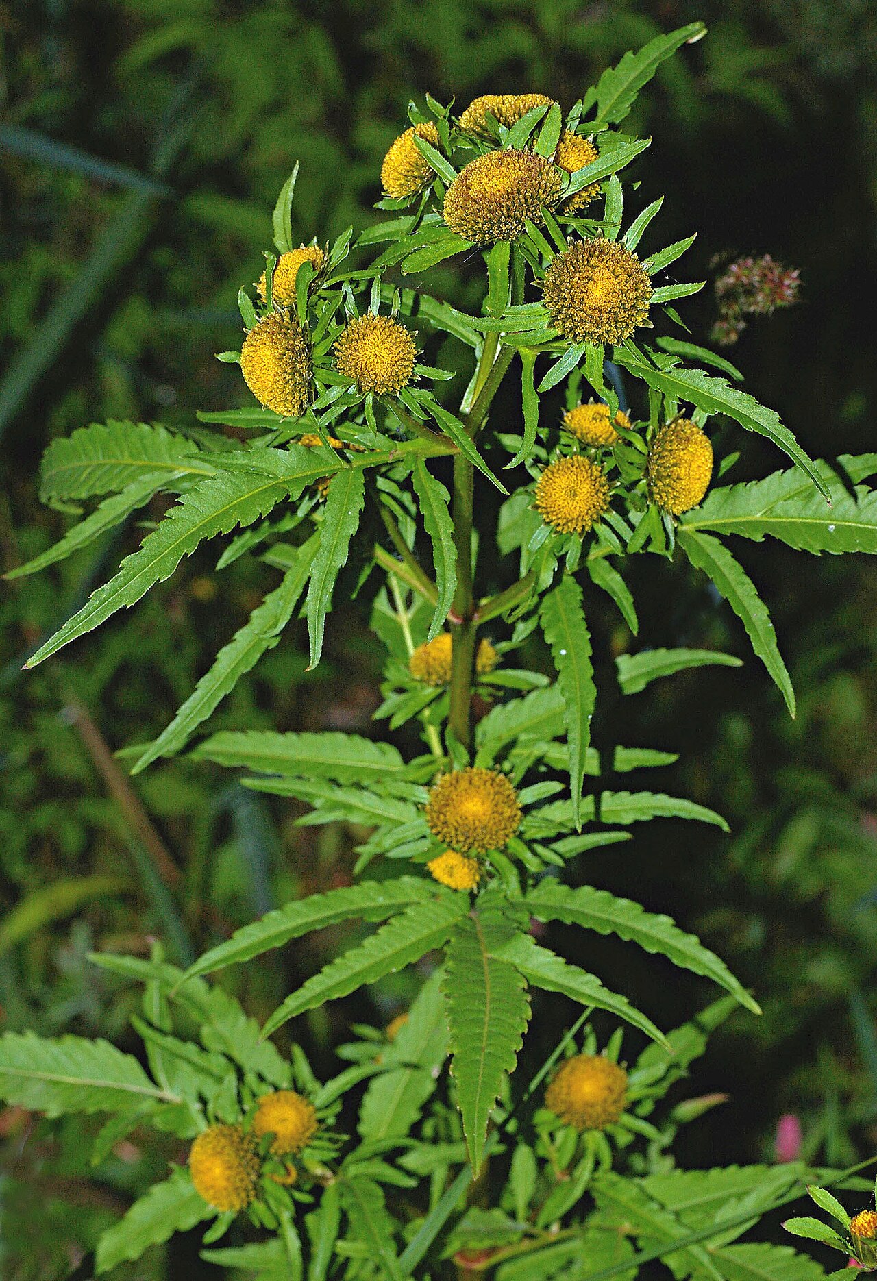 Radiating bur-marigold: Habitus of flowering Bidens radiata (Asteraceae).