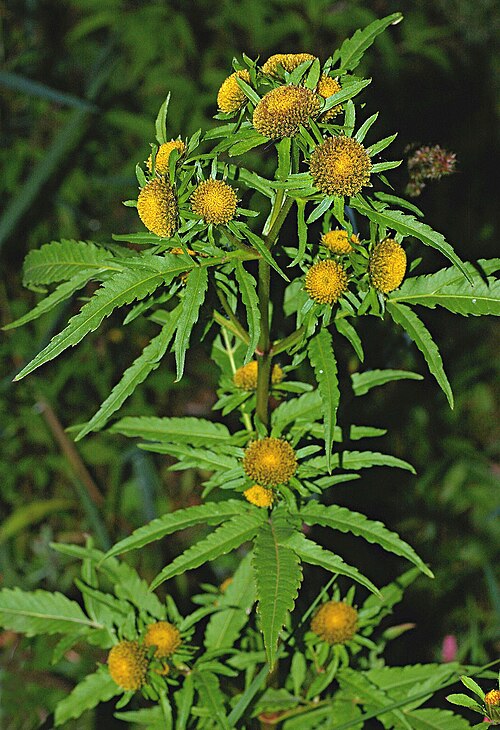 Radiating bur-marigold: Habitus of flowering Bidens radiata (Asteraceae).