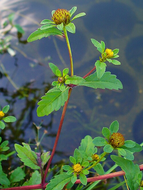 Threelobe beggarticks: Bidens tripartita , Asteraceae, Three-lobe Beggarticks, Three-part Beggarticks, Leafy-bracted Beggarticks, Trifid Bur-marigold, inflorescences; Karlsruhe, Germa