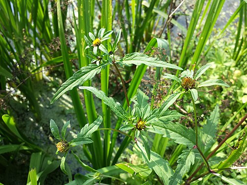 Threelobe beggarticks: Capitula Taxonym: Bidens tripartita ss Fischer et al. EfÖLS 2008 ISBN 978-3-85474-187-9 Location: pond to the North of Praunsberger Wald, district Korneuburg, L