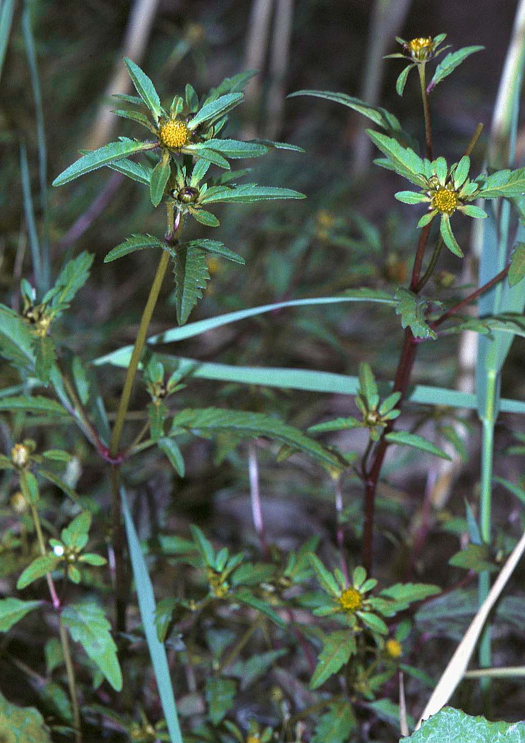 Threelobe beggarticks (Bidens tripartita)