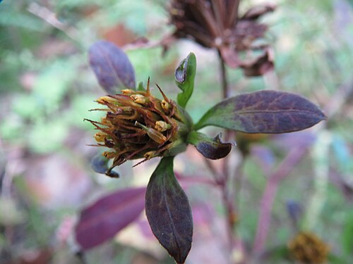 Threelobe beggarticks: Dreiteiliger Zweizahn ( Bidens tripartita ) in Speyer.