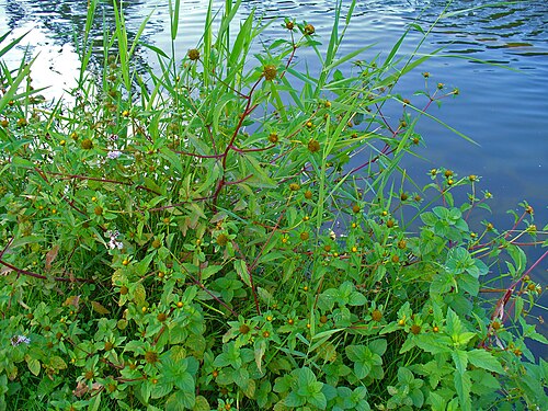 Threelobe beggarticks: Bidens tripartita , Asteraceae, Three-lobe Beggarticks, Three-part Beggarticks, Leafy-bracted Beggarticks, Trifid Bur-marigold, habitus; Karlsruhe, Germany.