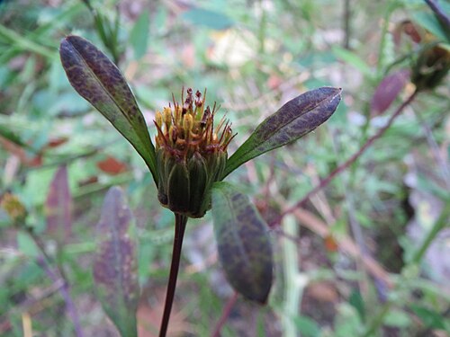Threelobe beggarticks: Dreiteiliger Zweizahn ( Bidens tripartita ) in Speyer