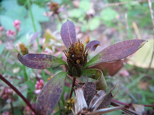 Threelobe beggarticks: Dreiteiliger Zweizahn ( Bidens tripartita ) in Speyer.