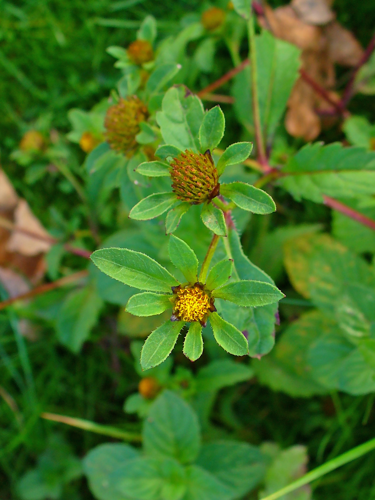 Threelobe beggarticks: Bidens tripartita , Asteraceae, Three-lobe Beggarticks, Three-part Beggarticks, Leafy-bracted Beggarticks, Trifid Bur-marigold, inflorescences; Karlsruhe, Germa