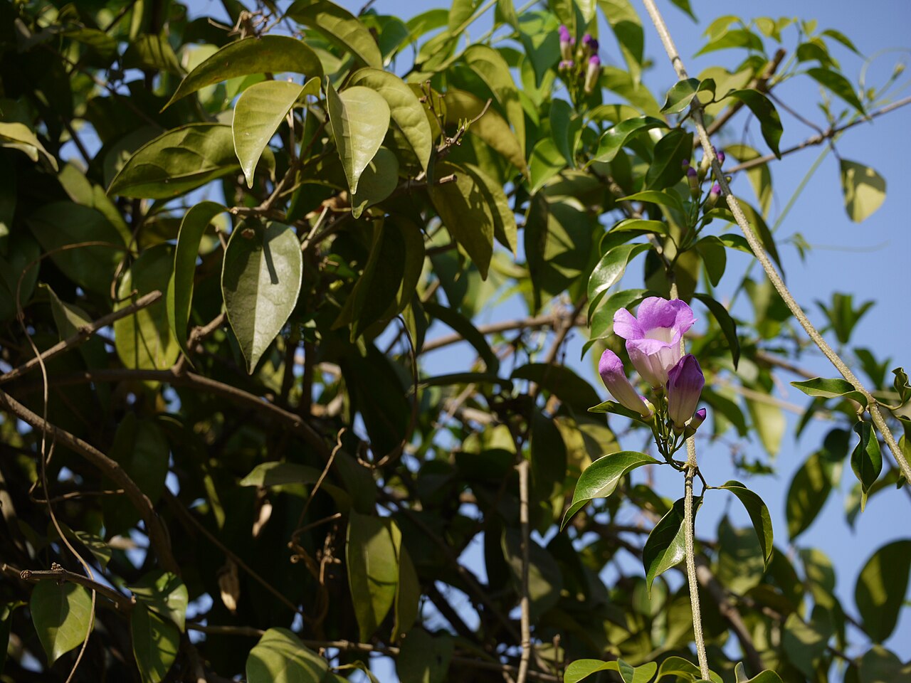 Guard withe: Cydista aequinoctialis