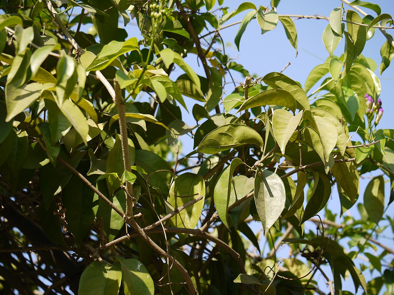 Guard withe: Cydista aequinoctialis