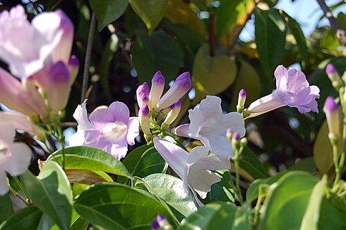 Guard withe: Flowers of Cydista aequinoctialis from Bignoniaceae.