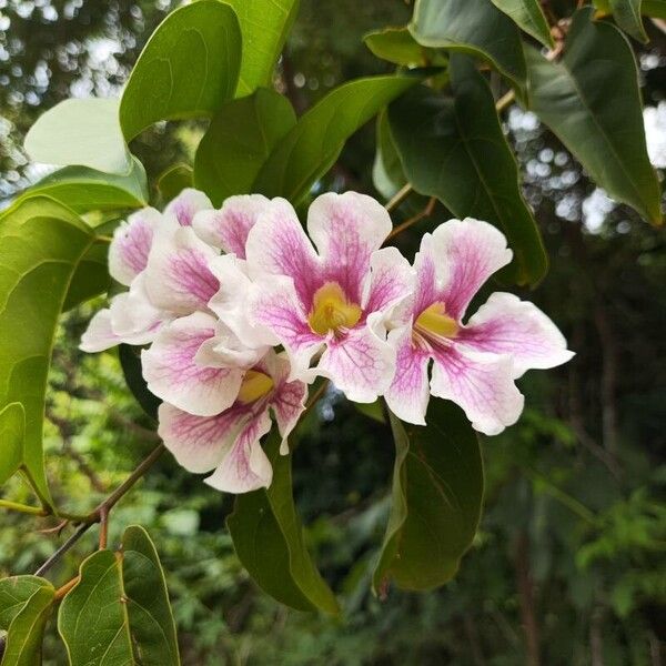 Guard withe (Bignonia aequinoctialis)