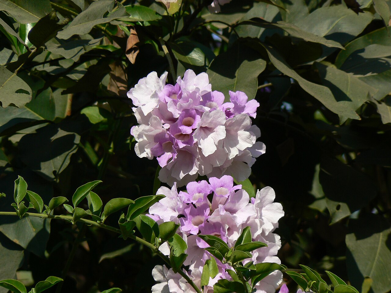 Guard withe: Cydista aequinoctialis