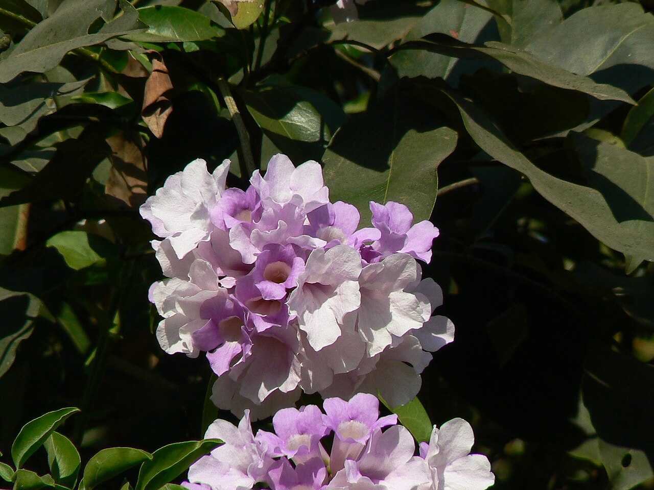 Guard withe: Cydista aequinoctialis