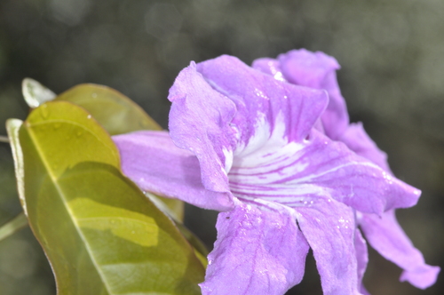 Bignonia binata (Bignonia binata)