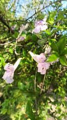 Bignonia callistegioides (Bignonia callistegioides)