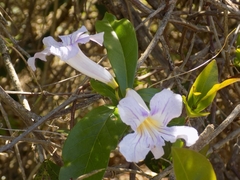 Bignonia callistegioides (Bignonia callistegioides)