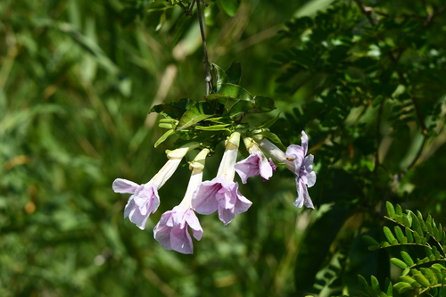 Bignonia callistegioides (Bignonia callistegioides)