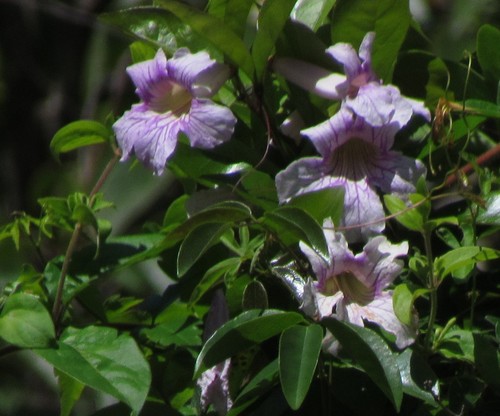 Bignonia callistegioides (Bignonia callistegioides)