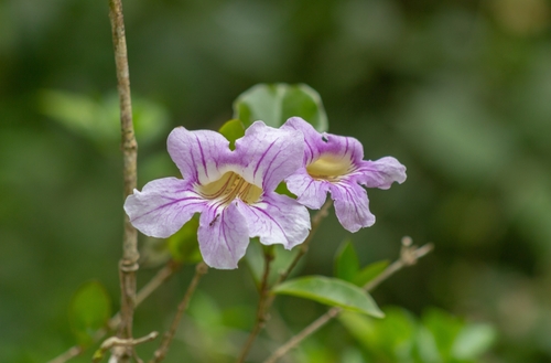 Bignonia callistegioides (Bignonia callistegioides)