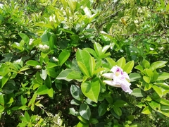 Bignonia callistegioides (Bignonia callistegioides)