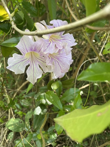 Bignonia callistegioides (Bignonia callistegioides)
