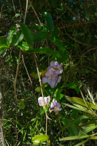 Bignonia callistegioides (Bignonia callistegioides)