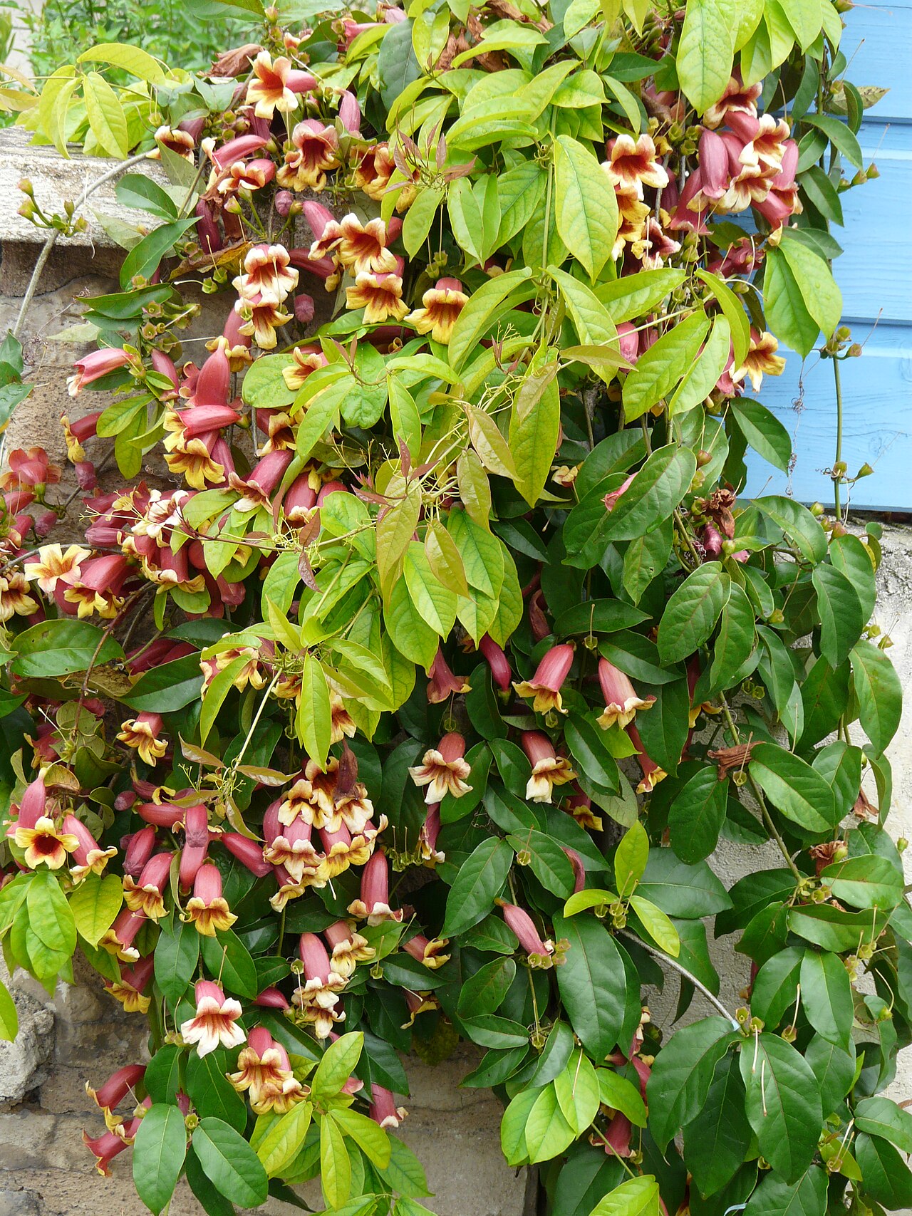 Crossvine: Bignonia capreolata à Périgueux, Dordogne, France.