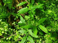 Crossvine (Bignonia capreolata)