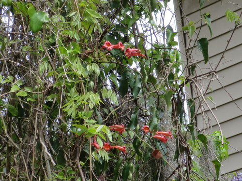 Crossvine (Bignonia capreolata)