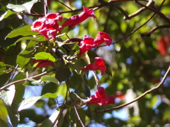 Crossvine (Bignonia capreolata)