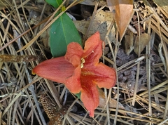 Crossvine (Bignonia capreolata)