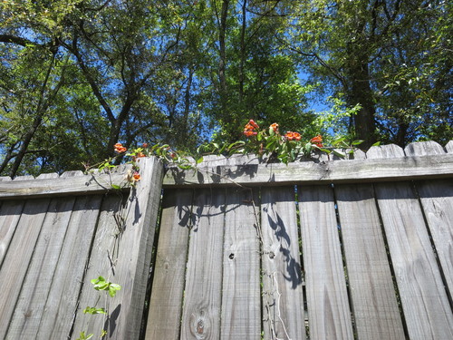 Crossvine (Bignonia capreolata)