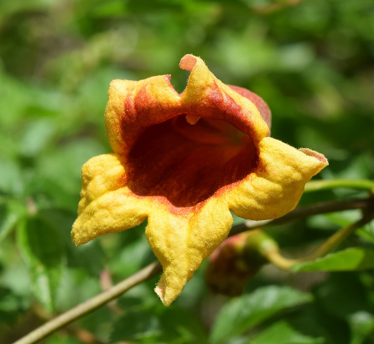 Crossvine: Bignonia capreolata (crossvine) flower at the University of Mississippi Field Station
