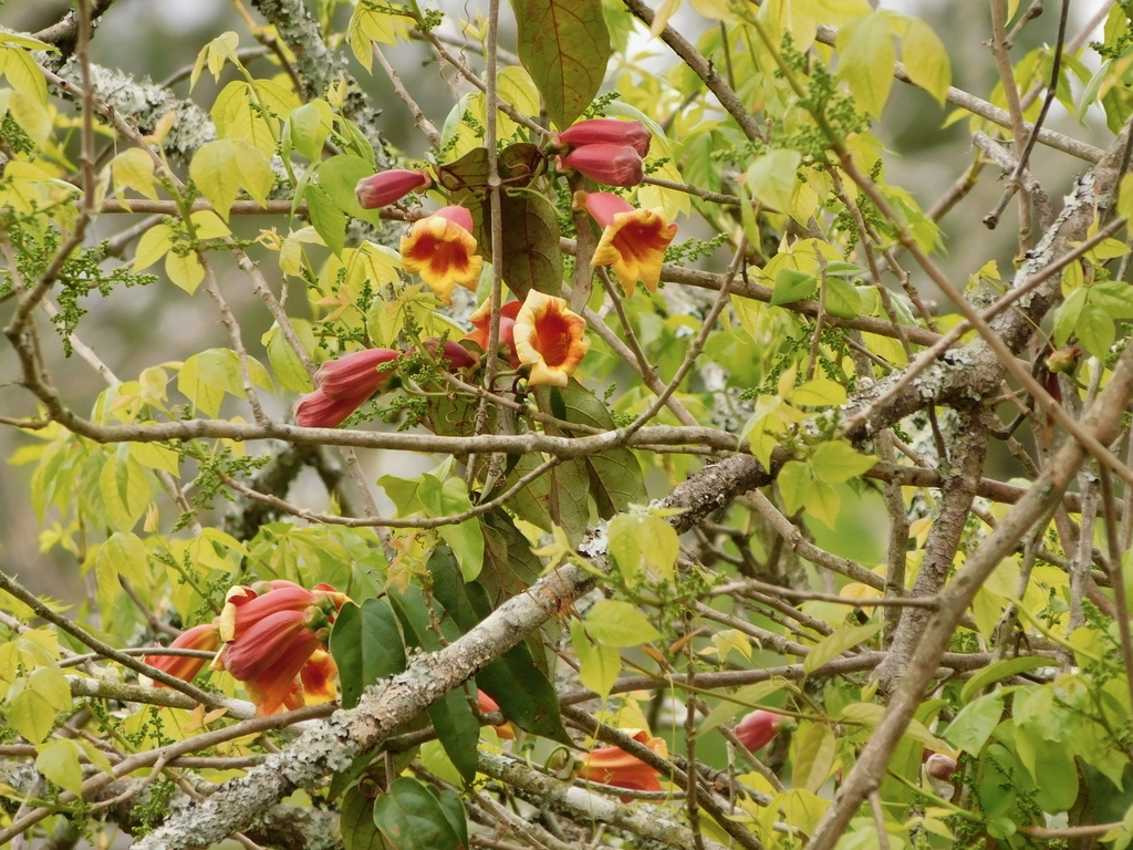 Crossvine (Bignonia capreolata)
