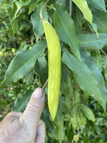 Crossvine (Bignonia capreolata)