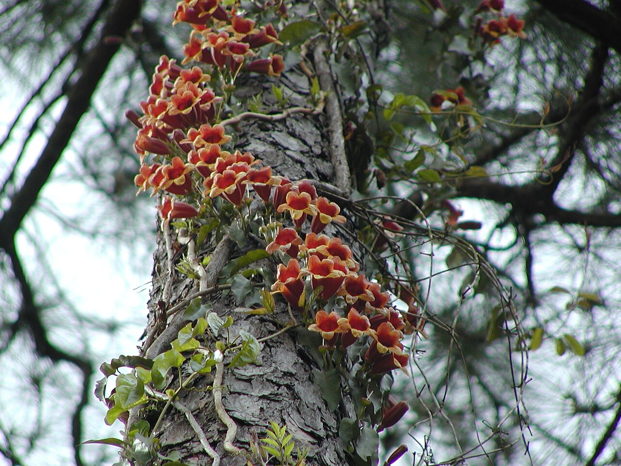 Crossvine: Cross Vine ( Bignonia capreolata ) growing up a pine tree. Taken in Huffman, TX