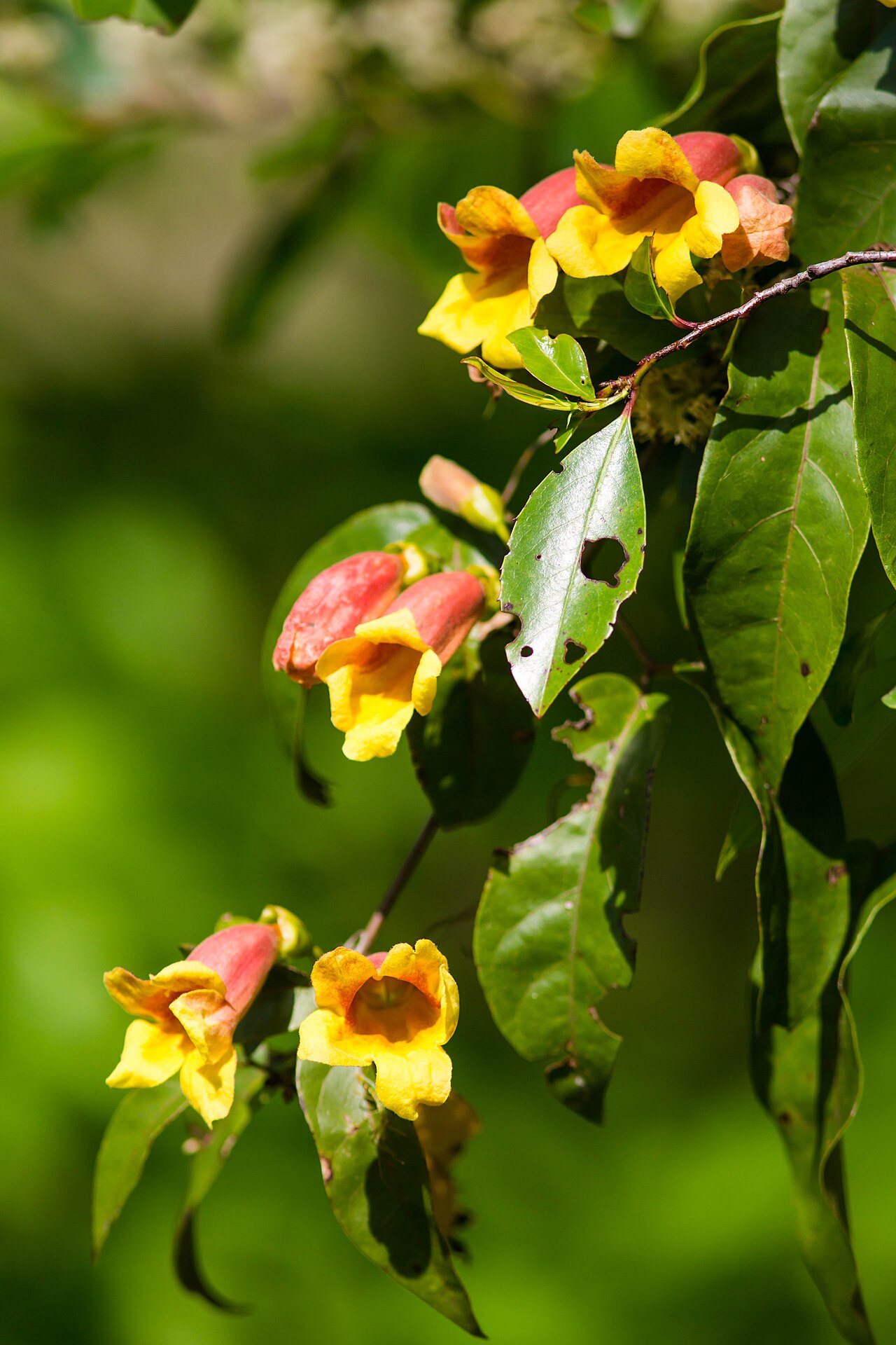 Crossvine: Crossvine