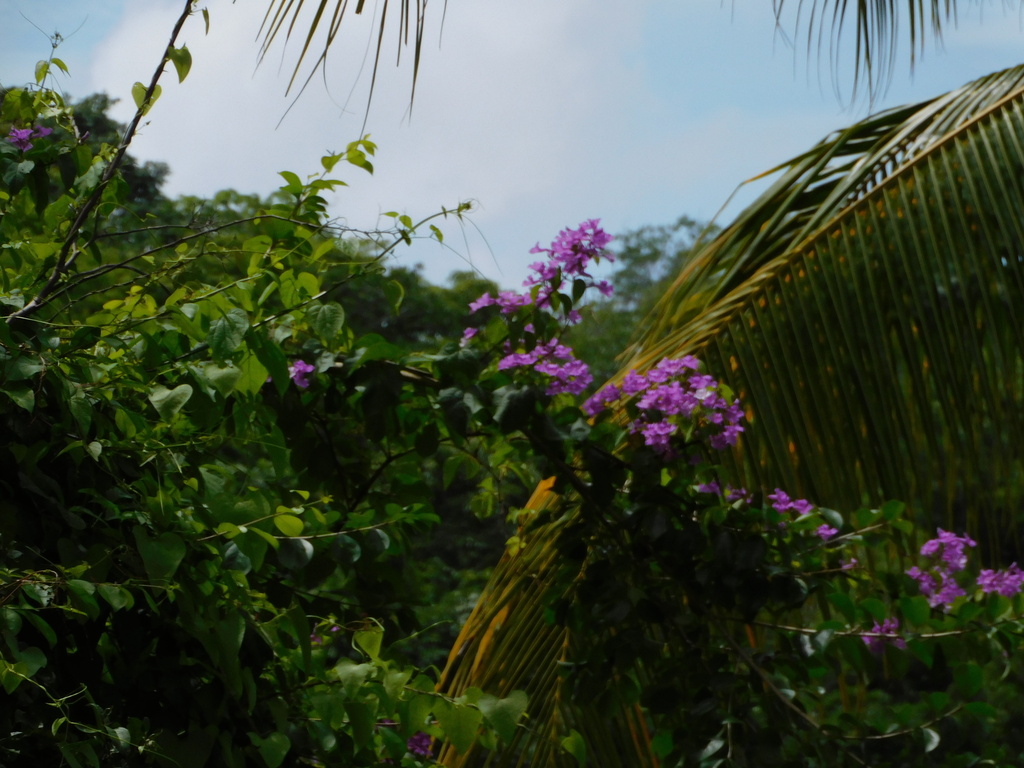 Bignonia diversifolia (Bignonia diversifolia)
