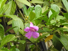 Glowvine (Bignonia magnifica)
